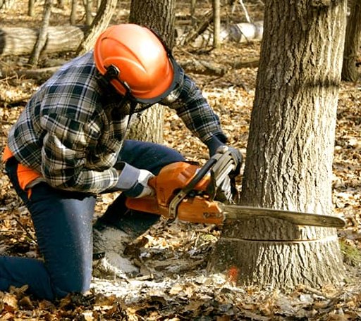 Tree Removal in Newtown, PA
